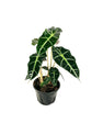 Elephant Ear Dwarf Alocasia - Live Plant in a 6 Inch Pot - Alocasia Polly - Beautiful Easy to Grow Air Purifying Indoor Plant
