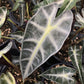 Alocasia Bambino Hanging Basket - Live Plant in a 4 Inch Hanging Pot - Alocasia Amazonica Bambino - Florist Quality Air Purifying Indoor Plant