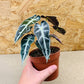 Alocasia Bambino Hanging Basket - Live Plant in a 4 Inch Hanging Pot - Alocasia Amazonica Bambino - Florist Quality Air Purifying Indoor Plant