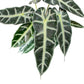 Alocasia Bambino Hanging Basket - Live Plant in a 4 Inch Hanging Pot - Alocasia Amazonica Bambino - Florist Quality Air Purifying Indoor Plant