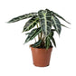Alocasia Bambino - Live Plant in a 6 Inch Pot - Alocasia Amazonica Bambino - Florist Quality Air Purifying Indoor Plant