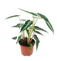 5 Pack Indoor Houseplant Collection - 5 Live Plants in 4 Inch Pots - Grower&