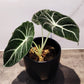 Alocasia Black Velvet - Live Plant in a 6 Inch Pot - Alocasia Reginula &
