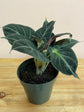 Alocasia Black Velvet - Live Plant in a 6 Inch Pot - Alocasia Reginula &