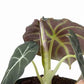 Alocasia Black Velvet - Live Plant in a 6 Inch Pot - Alocasia Reginula &
