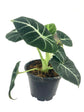 Alocasia Black Velvet - Live Plant in a 4 Inch Pot - Alocasia Reginula &