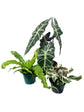 Exotic Indoor Houseplant Multi-Pack - 3 Live Plants in 4 Inch Pots - African Mask Alocasia - Fusion Calathea - Birdsnest Fern - Beautiful Easy to Grow Air Purifying Indoor Plants