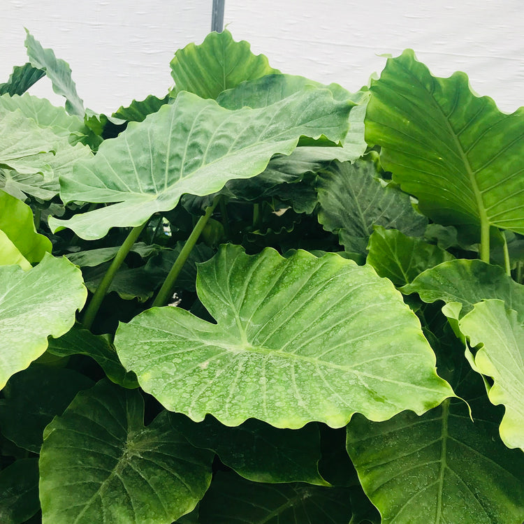 elephant air plant Elephant Ear Alocasia - Live Plant in a 10 Inch Pot
