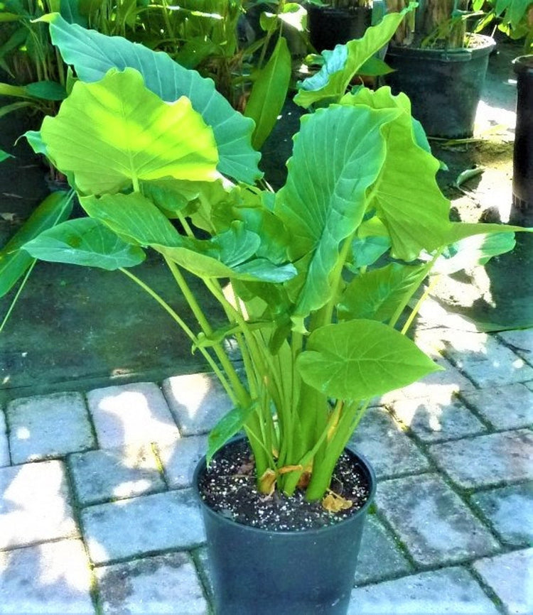 miniature elephant ear plant Elephant Ear Alocasia - Live Plant in a 10 Inch Pot