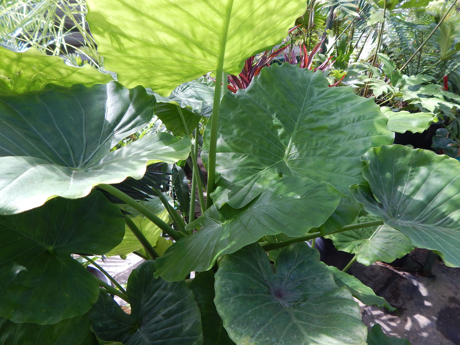 vine plants that look like elephant ears Elephant Ear Alocasia - Live Plant in a 10 Inch Pot