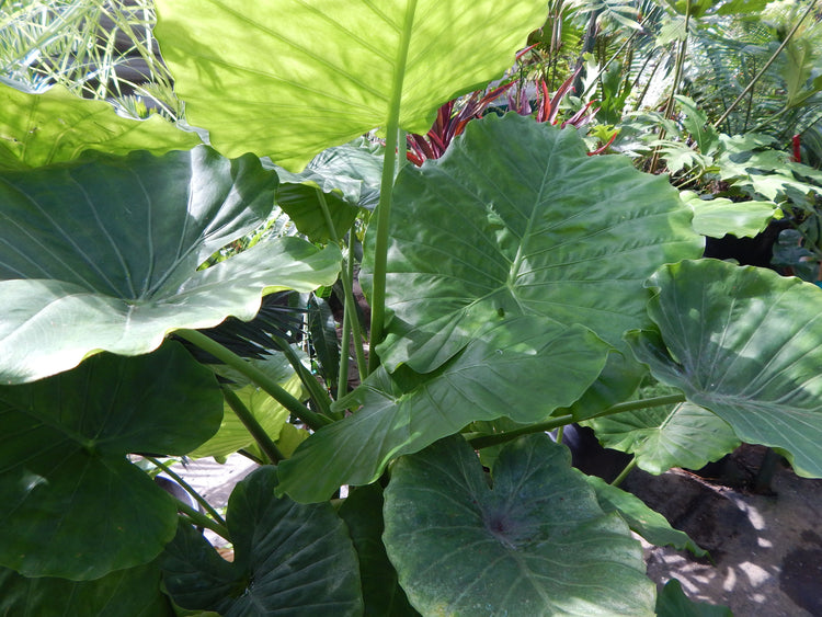 elephant ear alocasia live plant in a 10 inch pot Elephant Ear Alocasia - Live Plant in a 10 Inch Pot - Alocasia 'Ordora'