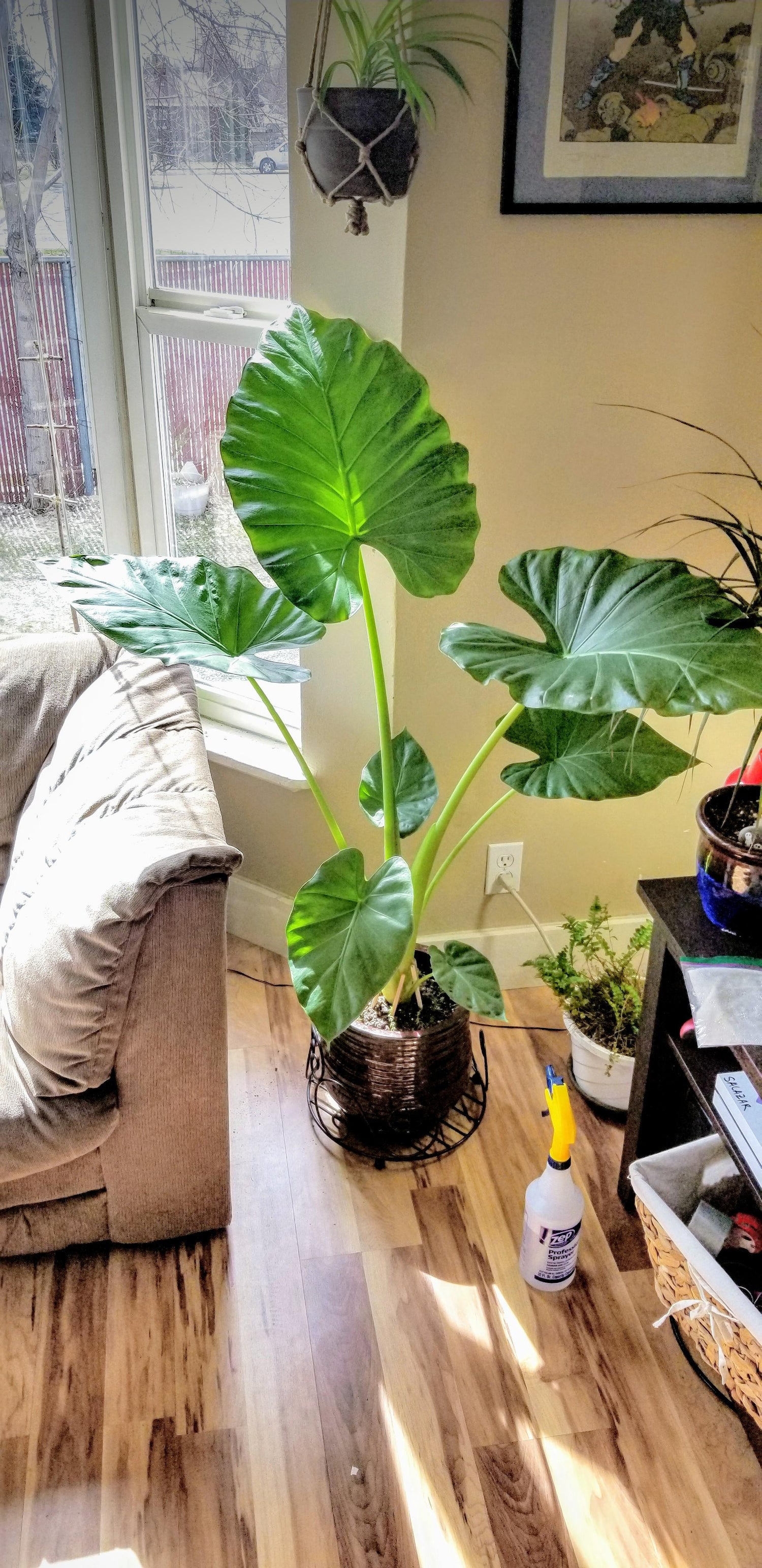 inside elephant ear plant Elephant Ear Alocasia - Live Plant in a 10 Inch Pot