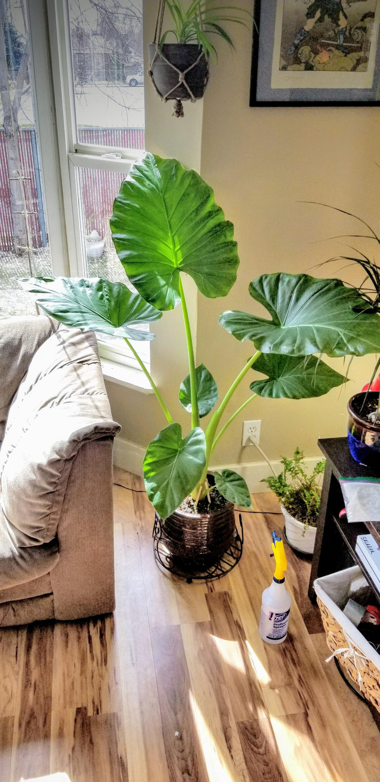 can an elephant ear plant live indoors Elephant Ear Alocasia - Live Plant in a 10 Inch Pot