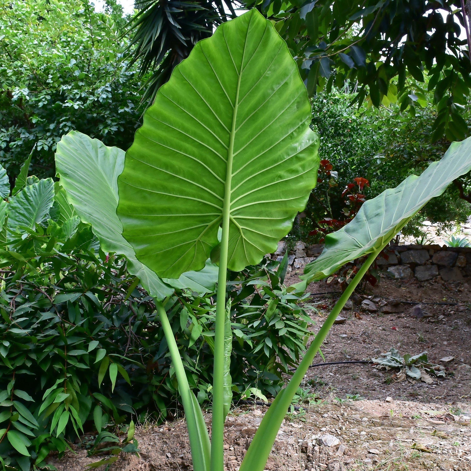 elephant ear alocasia live plant in a 10 inch pot Elephant Ear Alocasia - Live Plant in a 10 Inch Pot