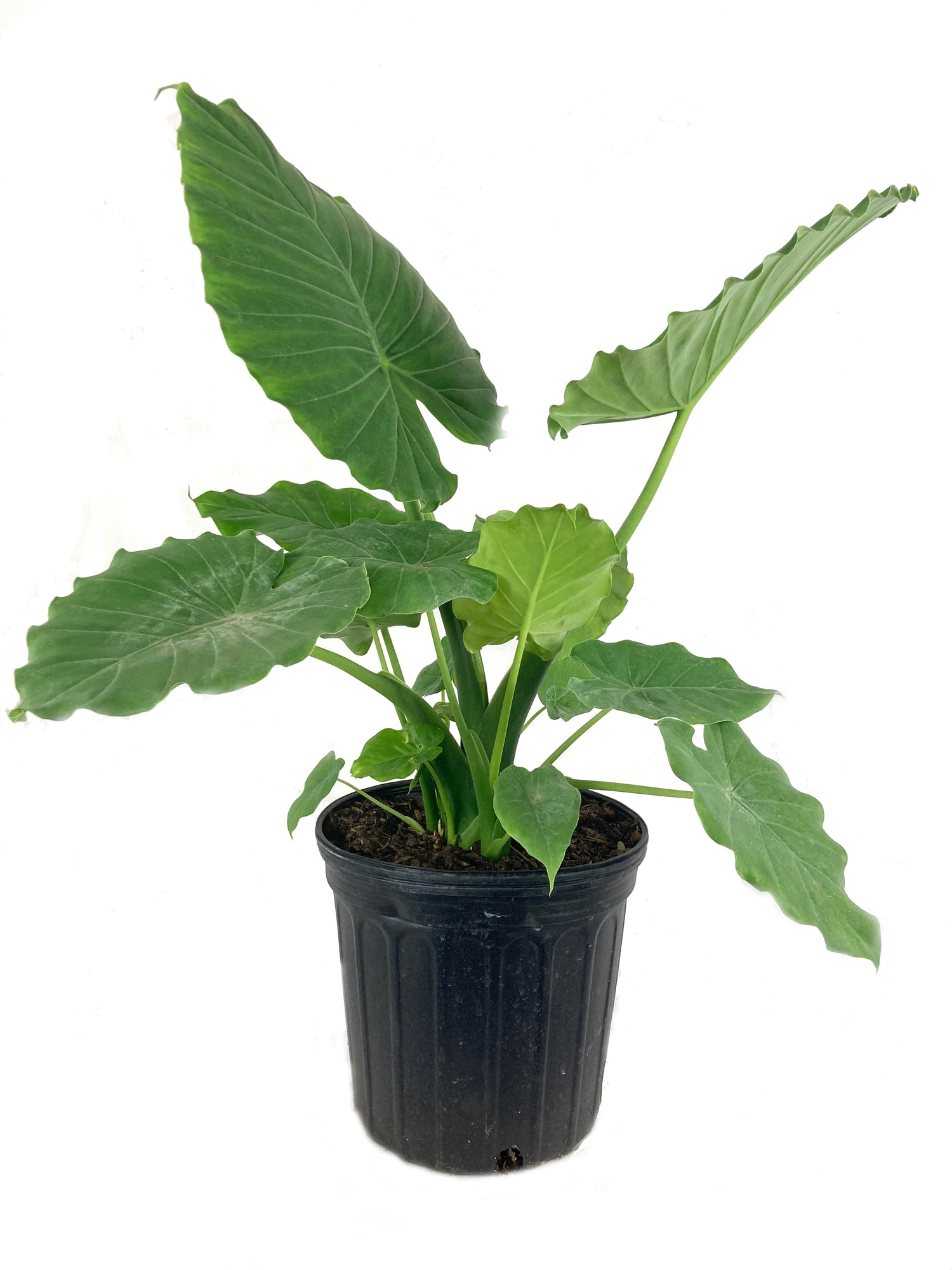 is elephant ear plant an indoor plant Elephant Ear Alocasia - Live Plant in a 10 Inch Pot