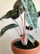Alocasia Pink Dragon - Live Plant in a 4 Inch Pot - Alocasia &
