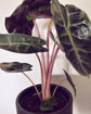 Alocasia Pink Dragon - Live Plant in a 4 Inch Pot - Alocasia &