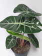 Alocasia Pink Dragon - Live Plant in a 4 Inch Pot - Alocasia &