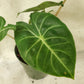 Alocasia Pink Dragon - Live Plant in a 4 Inch Pot - Alocasia &