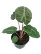 Rare Alocasia Collection - 3 Live Plants in 4 Inch Pots - Grower&