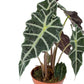 Elephant Ear Dwarf Alocasia - Live Plant in an 8 Inch Pot - Alocasia Polly - Beautiful Easy to Grow Air Purifying Indoor Plant