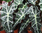 Elephant Ear Dwarf Alocasia - Live Plant in a 6 Inch Pot - Alocasia Polly - Beautiful Easy to Grow Air Purifying Indoor Plant