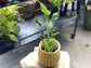 Alocasia Tiny Dancers - Live Plant in a 4 Inch Pot - Alocasia &