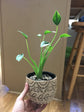 Alocasia Tiny Dancers - Live Plant in a 4 Inch Pot - Alocasia &