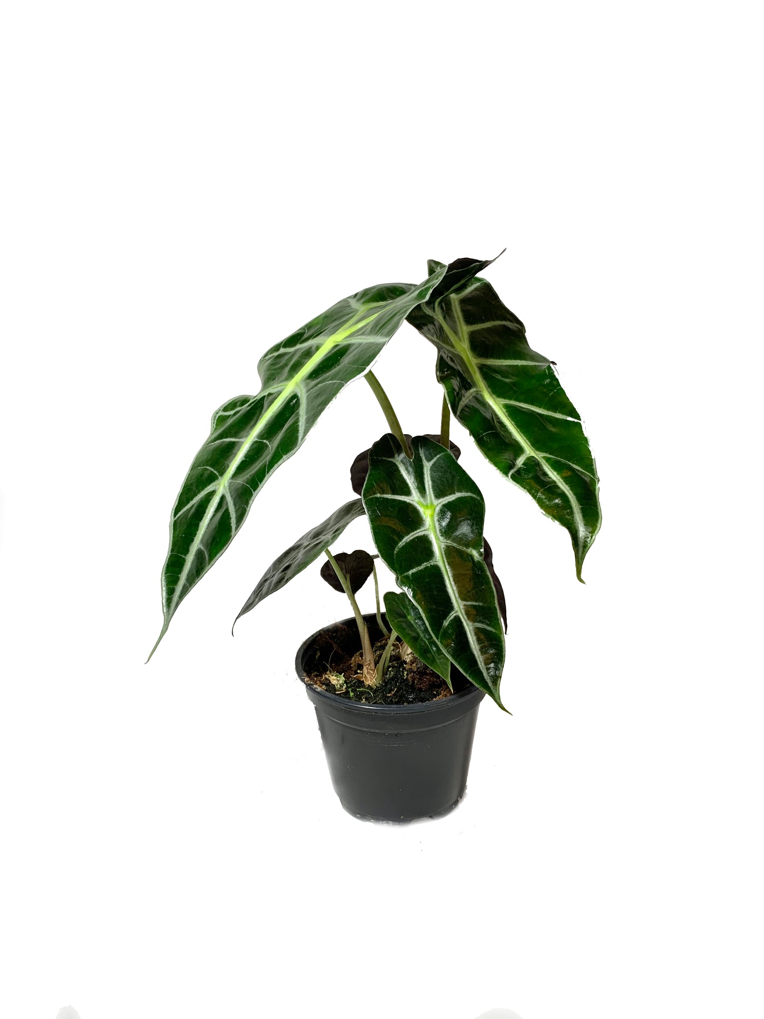 4 inch indoor plants Indoor Houseplant Multi-Pack - 3 Live Plants in 4 Inch Pots