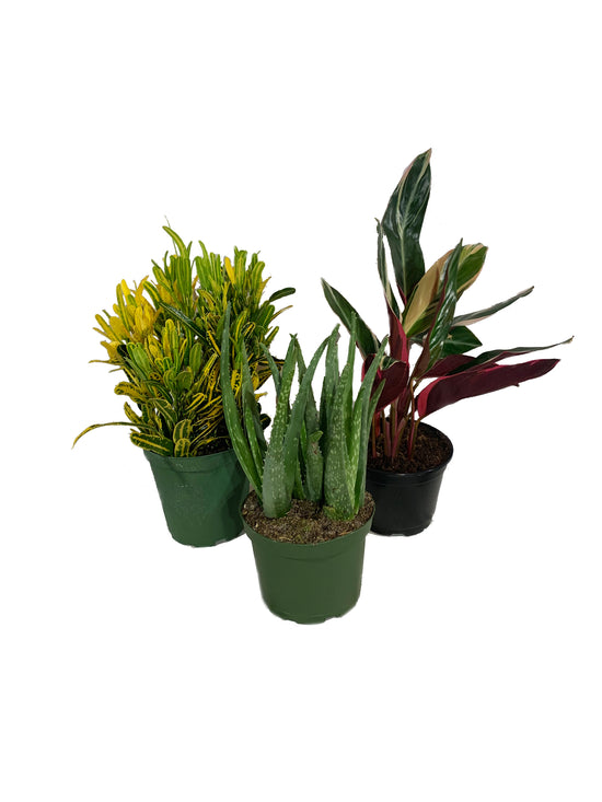 Eye Catching Houseplant Multi-Pack - 3 Live Plants in 6 Inch Pots - Banana Croton, Aloe Vera, Stromanthe Triostar - Easy Care Indoor Houseplants