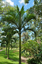 Aneityum Palm - Live Plant in a 3 Gallon Pot - Carpoxylon Macrospermum - Extremely Rare Ornamental Palm from Florida, 1 Plant