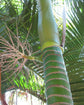 Aneityum Palm - Live Plant in a 3 Gallon Pot - Carpoxylon Macrospermum - Extremely Rare Ornamental Palm from Florida, 1 Plant