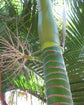 Aneityum Palm - Live Plant in a 4 Inch Pot - Carpoxylon Macrospermum - Extremely Rare Ornamental Palm from Florida