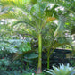 Aneityum Palm - Live Plant in a 4 Inch Pot - Carpoxylon Macrospermum - Extremely Rare Ornamental Palm from Florida