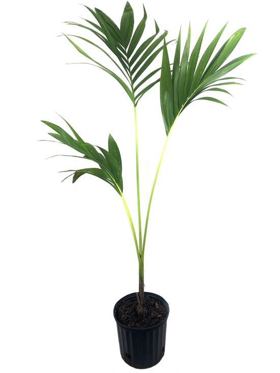 Aneityum Palm - Live Plant in a 3 Gallon Pot - Carpoxylon Macrospermum - Extremely Rare Ornamental Palm from Florida, 1 Plant