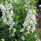 White Angelonia - Live Plant in a 4 inch Pot - Beautiful Flowering Annuals for Gardens and Patios - Butterfly and Hummingbird Attractor