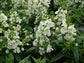 White Angelonia - Live Plant in a 4 inch Pot - Beautiful Flowering Annuals for Gardens and Patios - Butterfly and Hummingbird Attractor