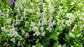 White Angelonia - Live Plant in a 4 inch Pot - Beautiful Flowering Annuals for Gardens and Patios - Butterfly and Hummingbird Attractor