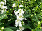 White Angelonia - Live Plant in a 4 inch Pot - Beautiful Flowering Annuals for Gardens and Patios - Butterfly and Hummingbird Attractor