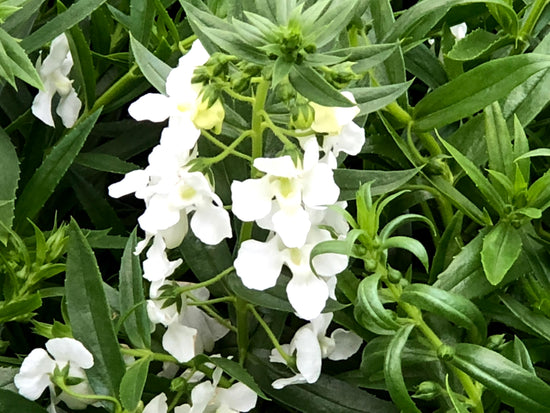White Angelonia - Live Plant in a 4 inch Pot - Beautiful Flowering Annuals for Gardens and Patios - Butterfly and Hummingbird Attractor