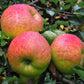 Anna Apple Tree - Live Fruit Tree in a 3 Gallon Pot - Malus Domestica &