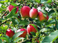 Anna Apple Tree - Live Fruit Tree in a 3 Gallon Pot - Malus Domestica &