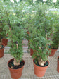 Ming Aralia - Live Plant in a 10 Inch Pot - Polyscias Fruticosa - Beautiful Easy Care Indoor Houseplant