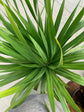 Arborea Dragon Tree - New and Rare Variety - Live Plant in a 10 Inch Growers Pot - Dracaena "Arborea&