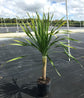 Arborea Dragon Tree - New and Rare Variety - Live Plant in a 10 Inch Growers Pot - Dracaena "Arborea&