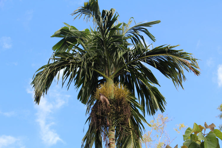 can areca palm live outside Areca Palm - Live Plant in a 10 Inch Pot - Dypsis Lutescens