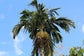 Areca Palm - Live Plant in a 10 Inch Pot - Dypsis Lutescens - Beautiful Palms From Florida For The Home and Patio