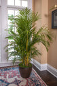 Areca Palm - Live Plant in a 10 Inch Pot - Dypsis Lutescens - Beautiful Palms From Florida For The Home and Patio