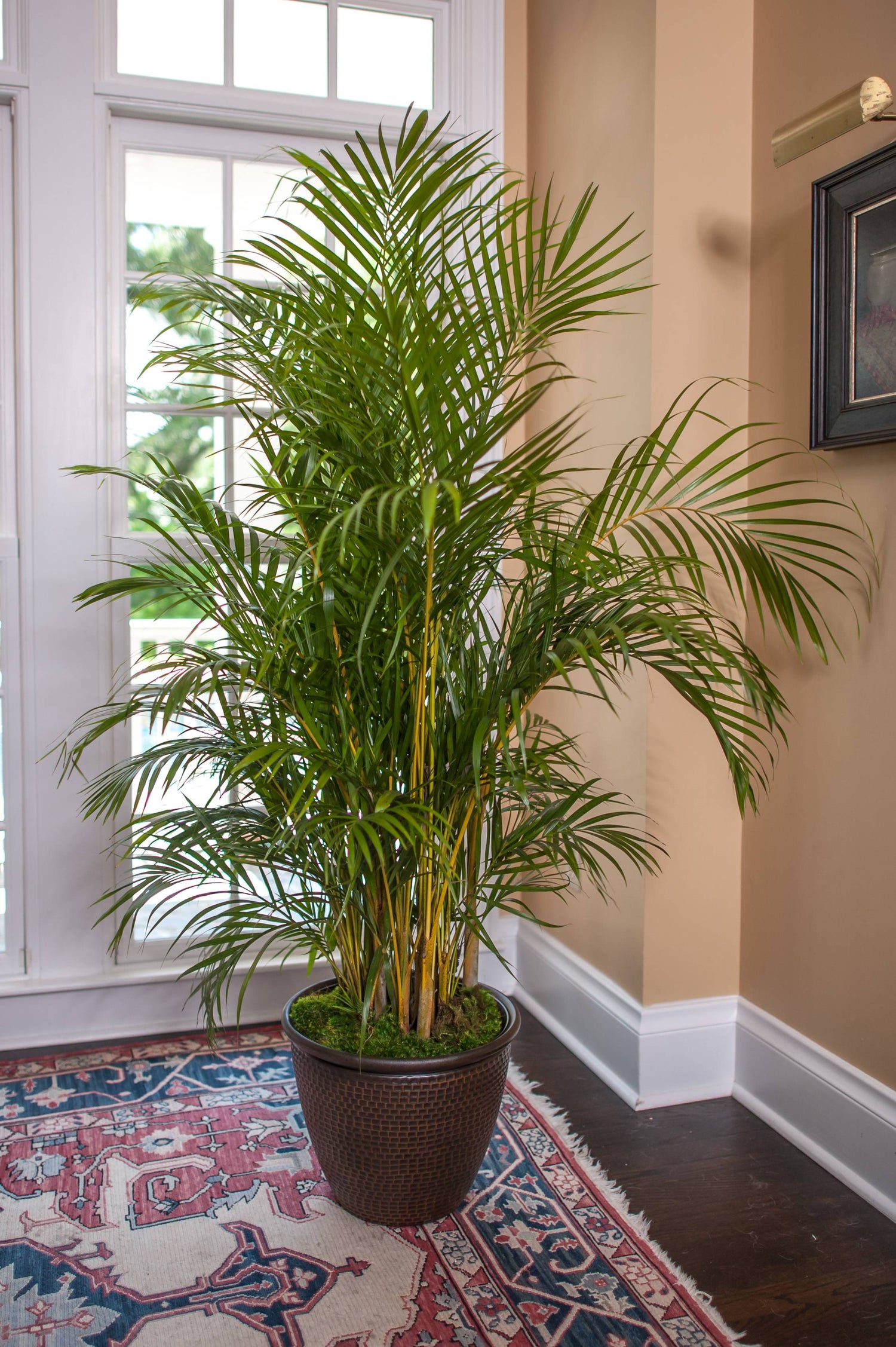 areca palm plant indoor pottin g Areca Palm - Live Plant in a 10 Inch Pot - Dypsis Lutescens