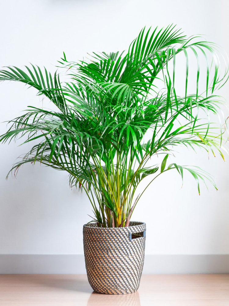 areca palm care florida Areca Palm - Live Plant in a 10 Inch Pot - Dypsis Lutescens